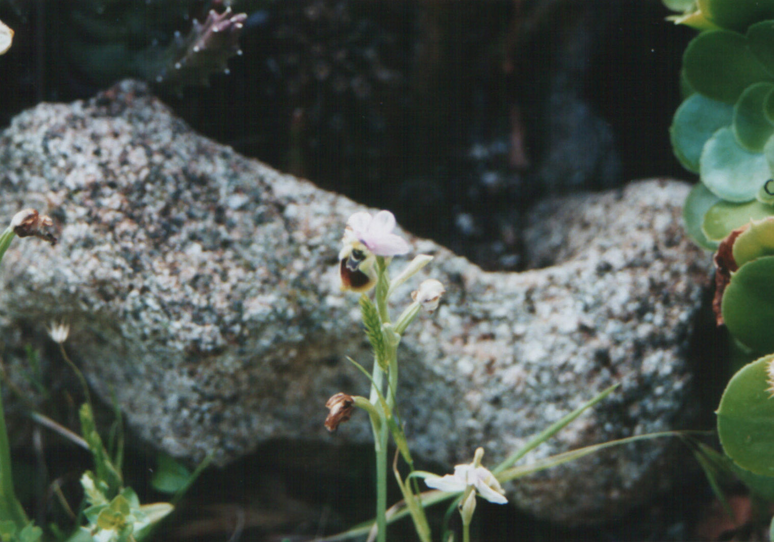Ophrys apifera   ... in città!!